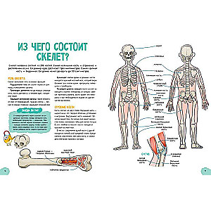 The Incredible Human Body