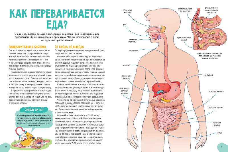 The Incredible Human Body