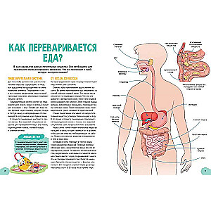 The Incredible Human Body