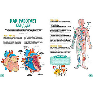 The Incredible Human Body