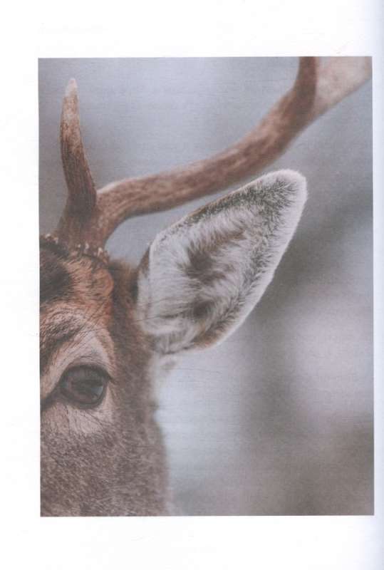 Magical New Year. Secrets of Joyful Holidays Without Fuss and Stress New Design