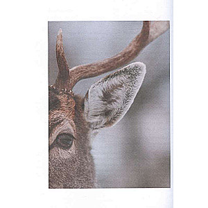 Magical New Year. Secrets of Joyful Holidays Without Fuss and Stress New Design