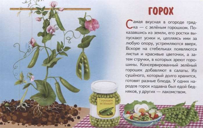 Овощи
