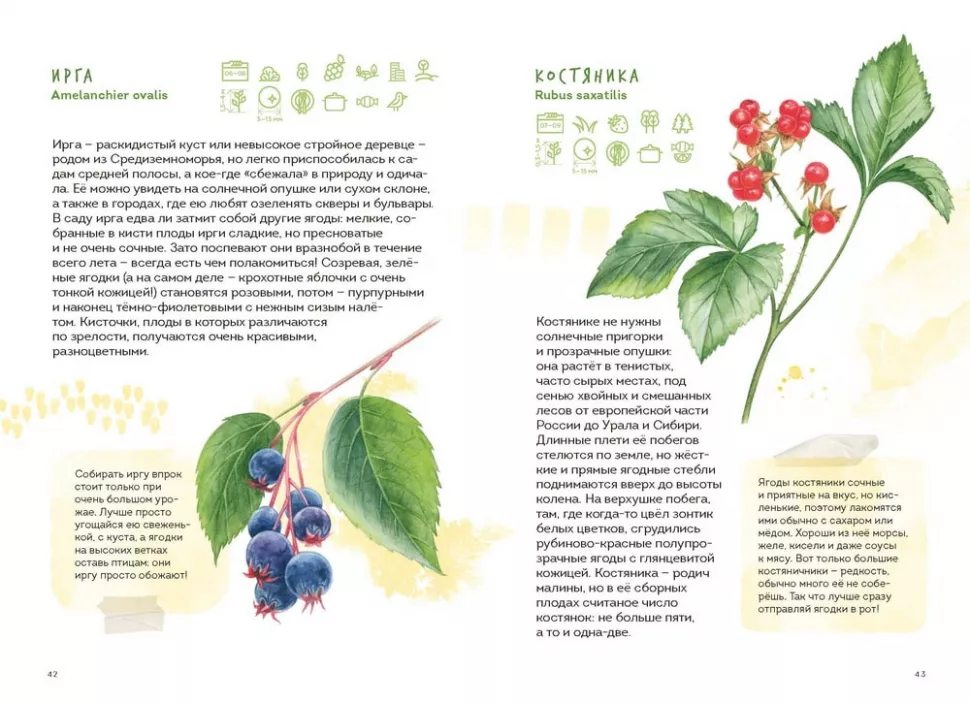 Berries. Field Guide