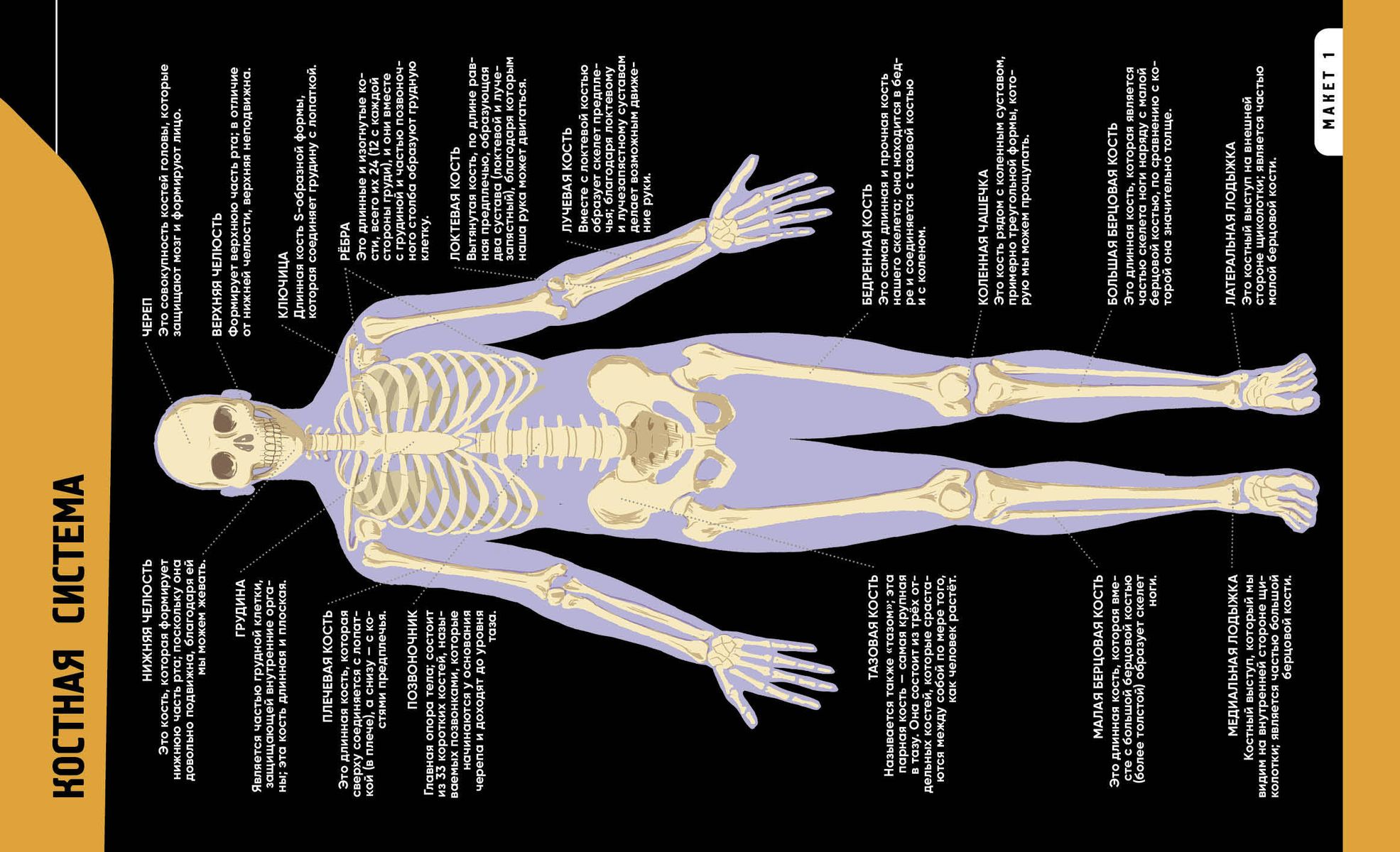 The Human Body. The Most Anatomical Encyclopedia