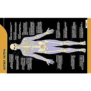 The Human Body. The Most Anatomical Encyclopedia