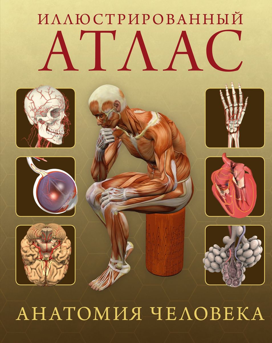 Illustrated Atlas. Human Anatomy