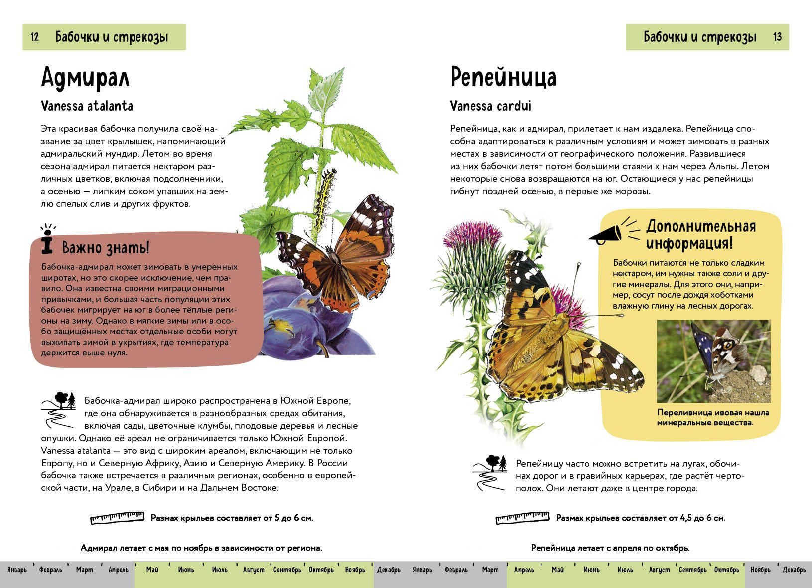 Owady. Krótki ilustrowany przewodnik