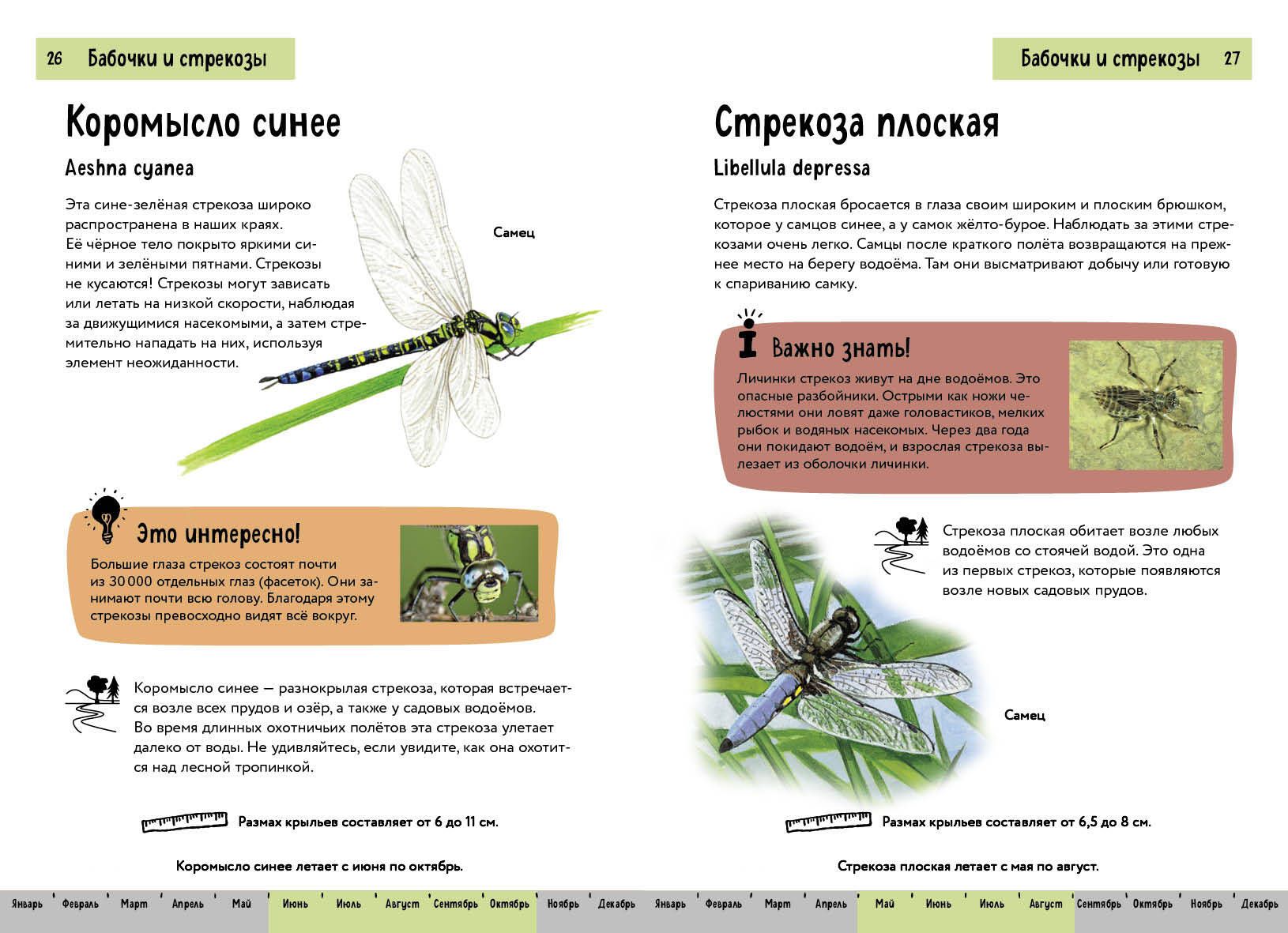 Owady. Krótki ilustrowany przewodnik
