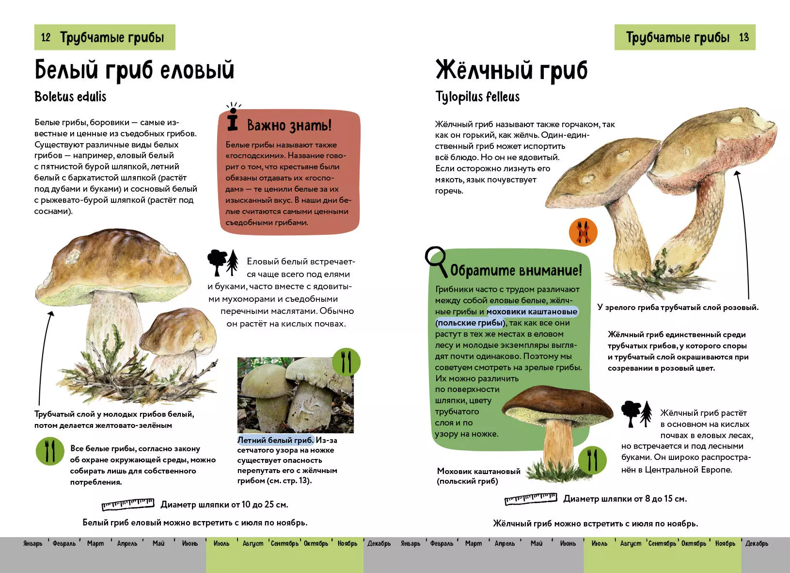 Grzyby. Krótki ilustrowany przewodnik