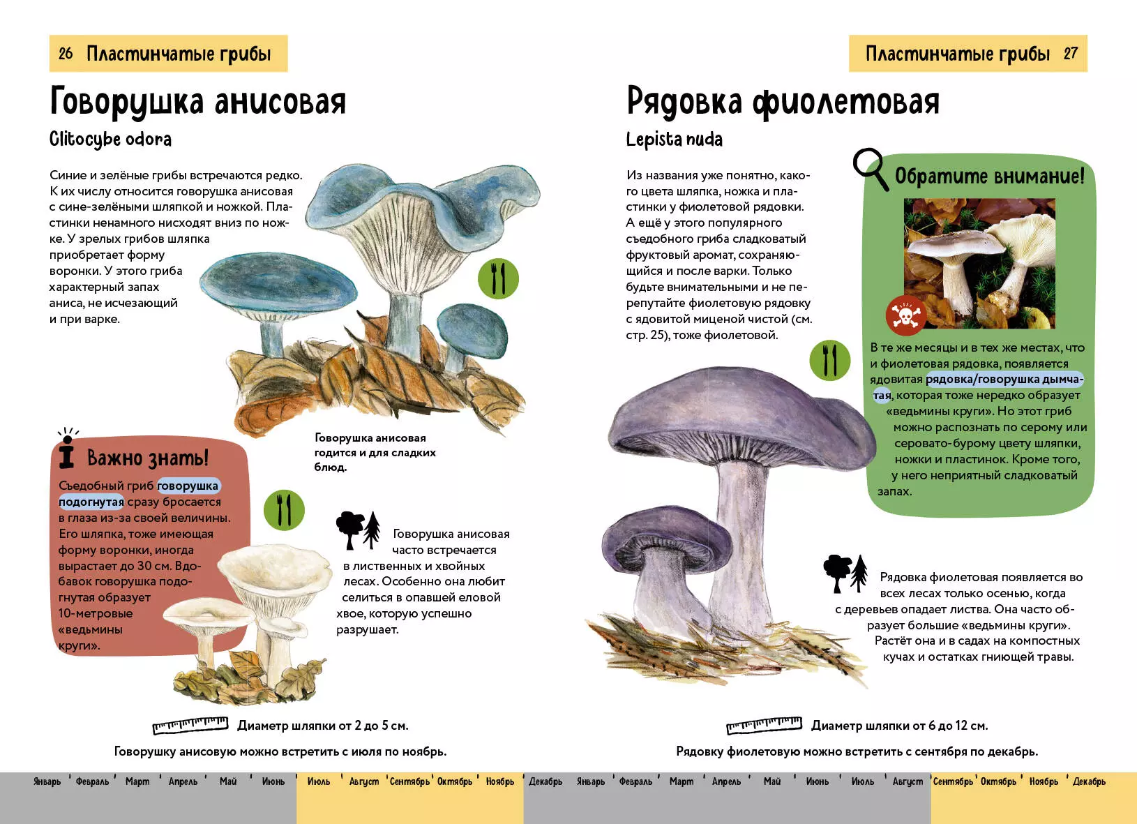 Grzyby. Krótki ilustrowany przewodnik