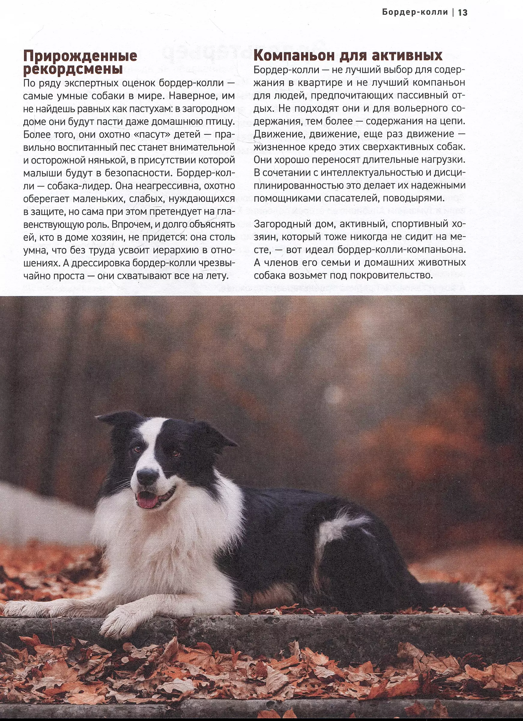 Psy. Najbardziej znane rasy. Wielka ilustrowana encyklopedia
