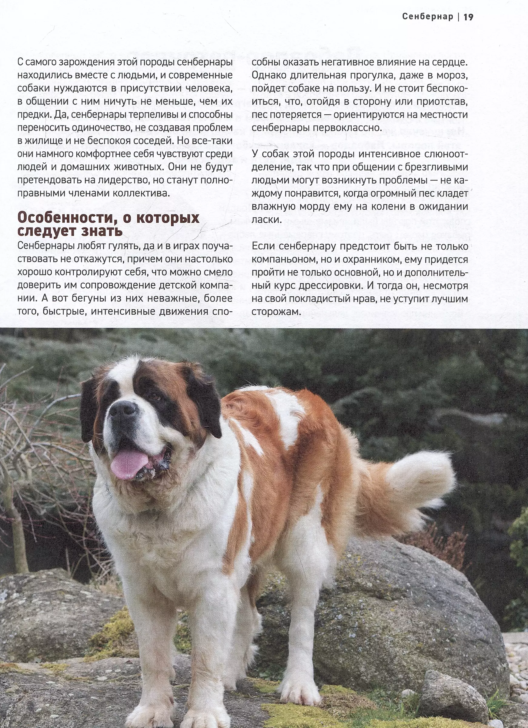 Psy. Najbardziej znane rasy. Wielka ilustrowana encyklopedia
