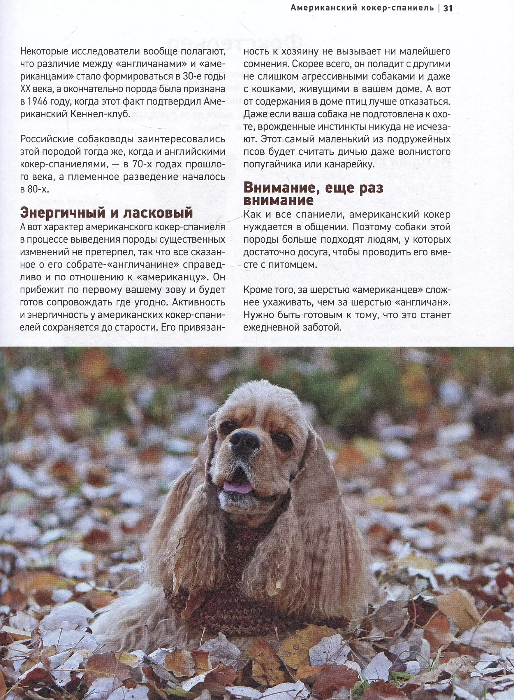 Psy. Najbardziej znane rasy. Wielka ilustrowana encyklopedia