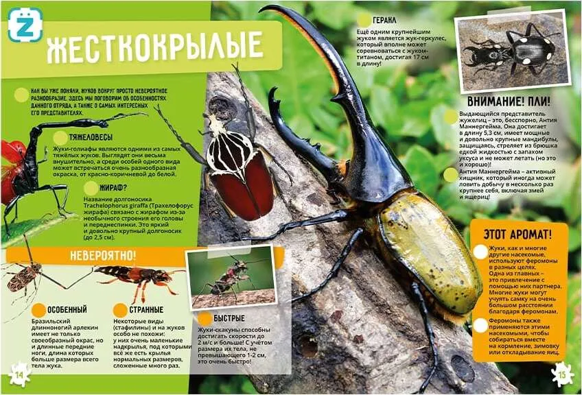 Owady i pajęczaki. Niezwykłe fakty