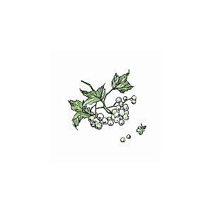 Klepek