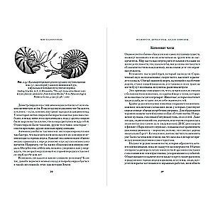 Octopuses, Cuttlefish, Hellish Vampires. 500 Million Years of Cephalopod History