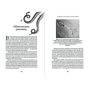 Octopuses, Cuttlefish, Hellish Vampires. 500 Million Years of Cephalopod History