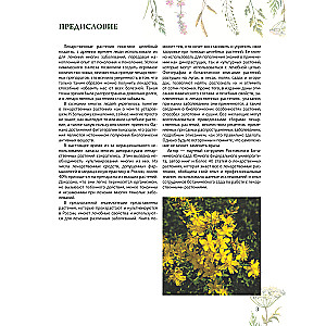 Herbalist. The Great Encyclopedia of Medicinal Plants