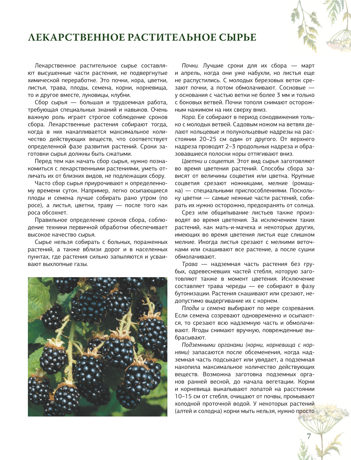 Herbalist. The Great Encyclopedia of Medicinal Plants