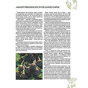 Herbalist. The Great Encyclopedia of Medicinal Plants