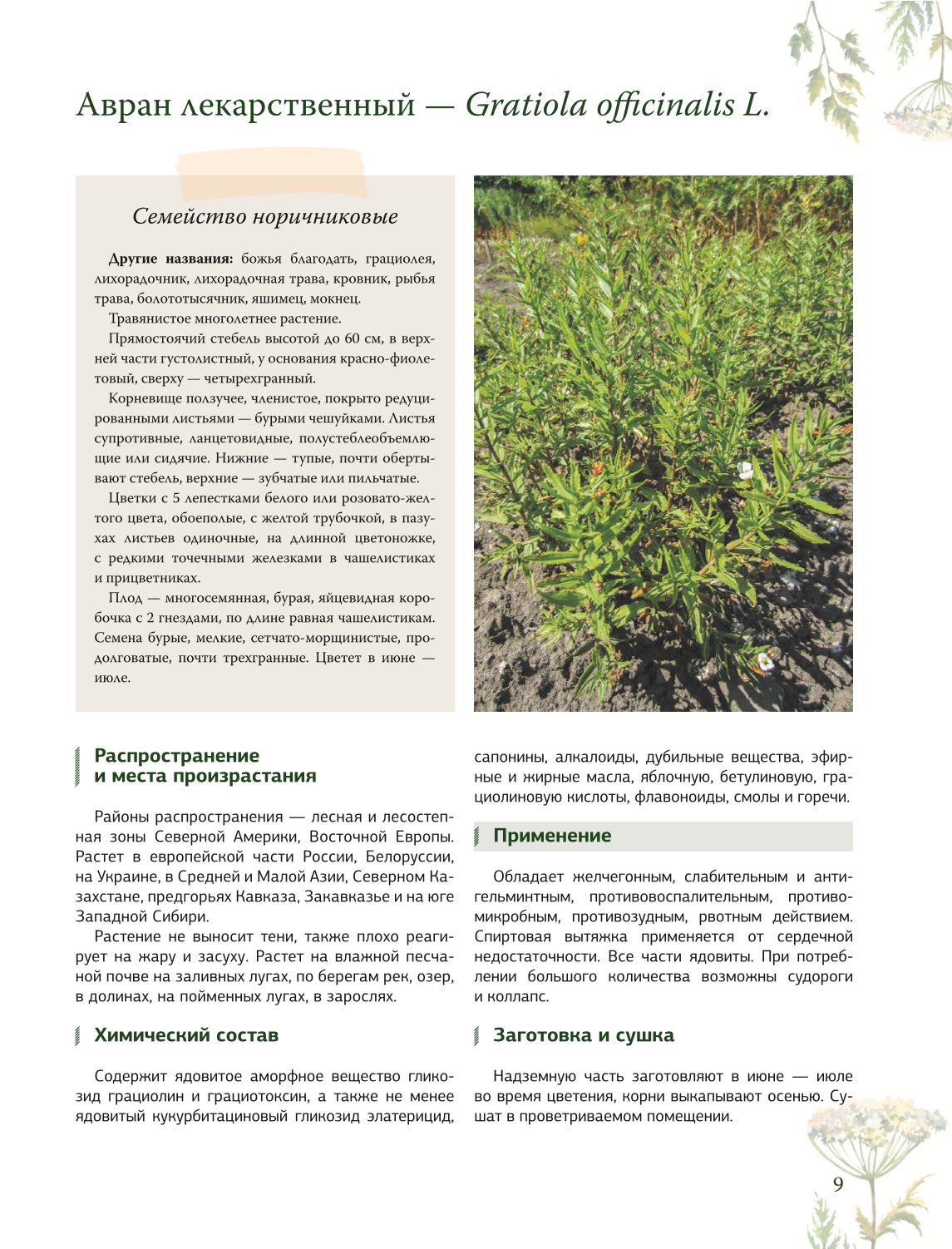 Herbalist. The Great Encyclopedia of Medicinal Plants