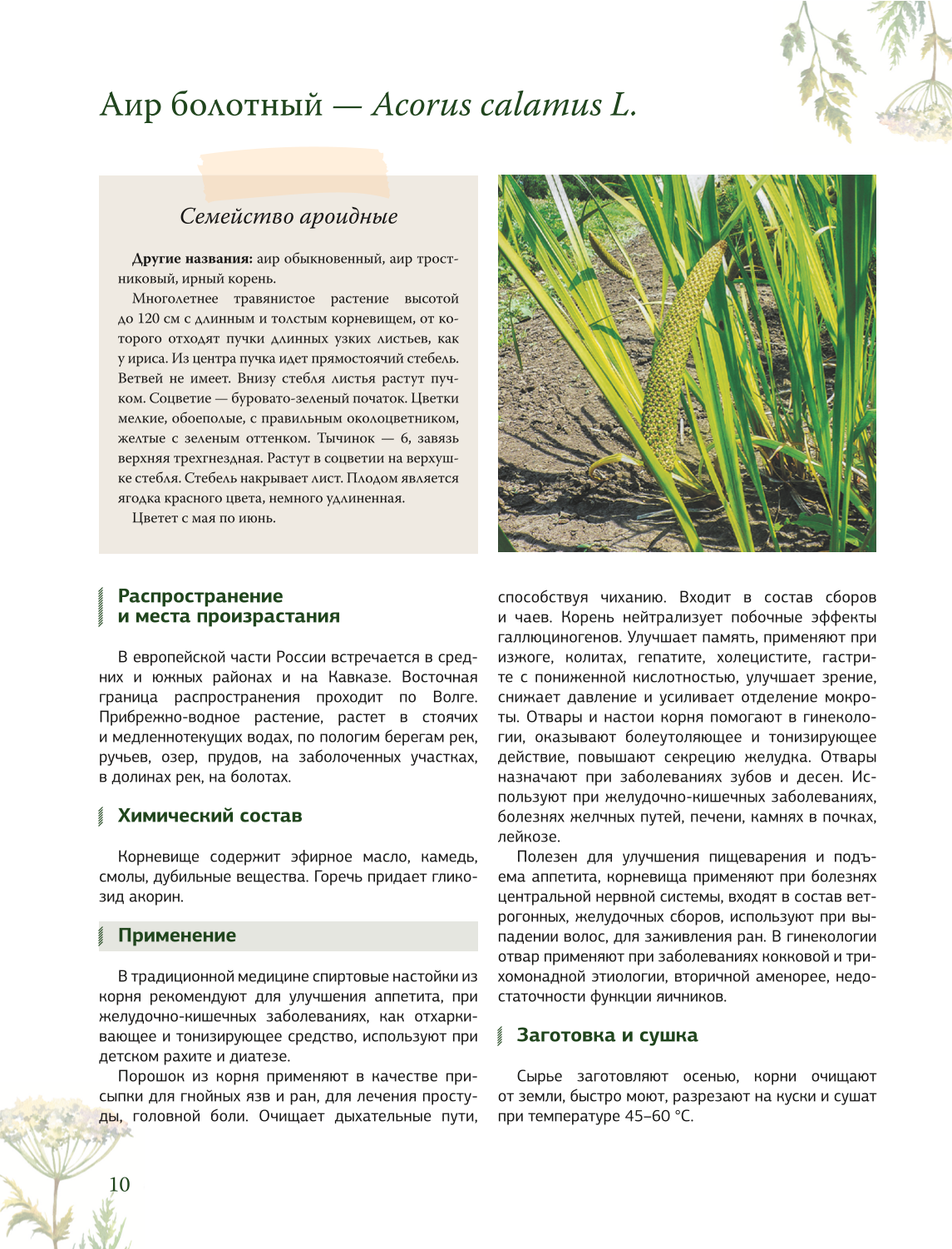 Herbalist. The Great Encyclopedia of Medicinal Plants