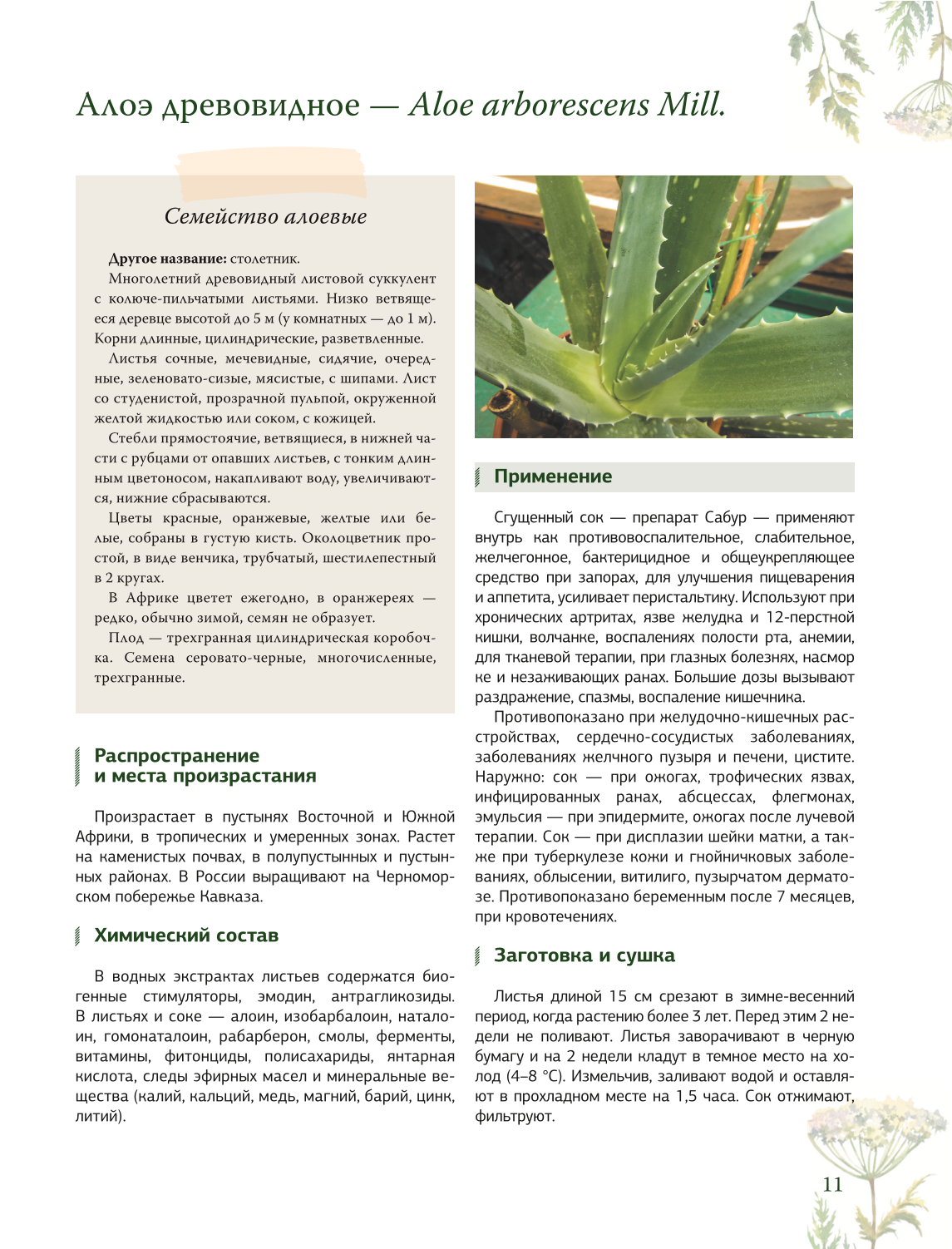 Herbalist. The Great Encyclopedia of Medicinal Plants