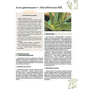 Herbalist. The Great Encyclopedia of Medicinal Plants