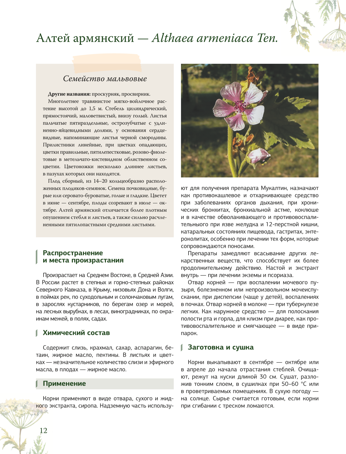 Herbalist. The Great Encyclopedia of Medicinal Plants