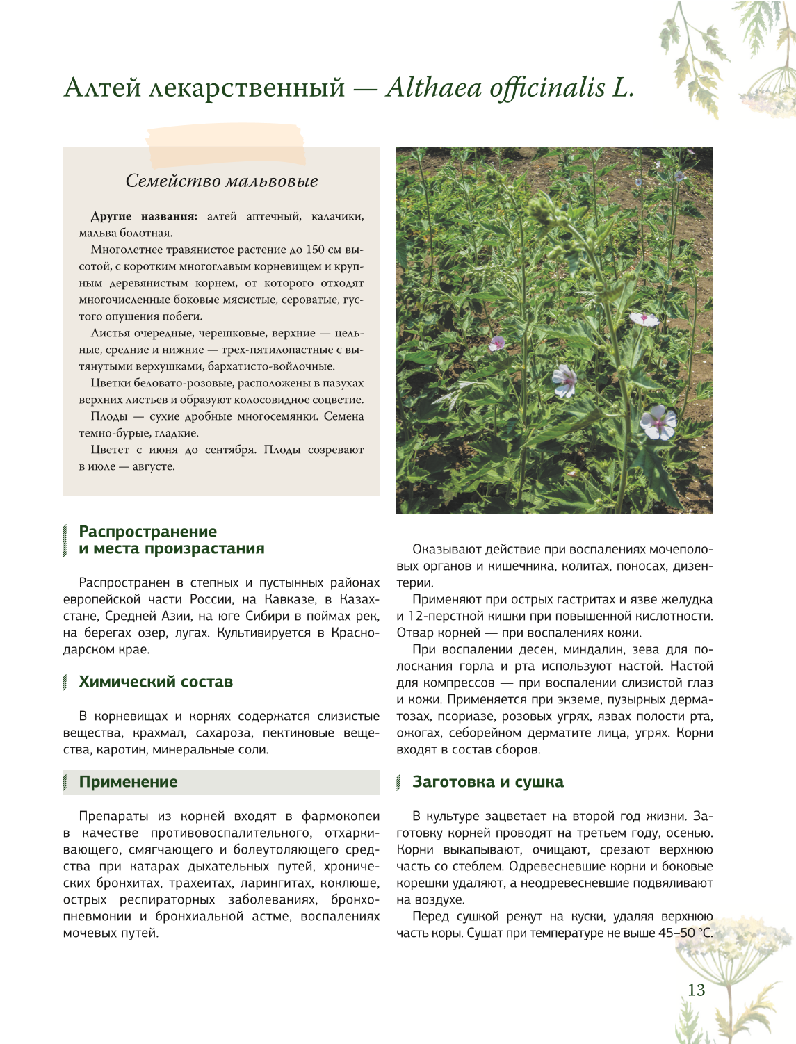 Herbalist. The Great Encyclopedia of Medicinal Plants
