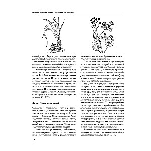 Encyclopedia of Folk Medicine and Naturopathy. Prevention and Treatment of Diseases with Folk Remedies at Home