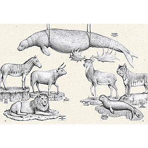 Ant išnykimo ribos. Žemės fauna