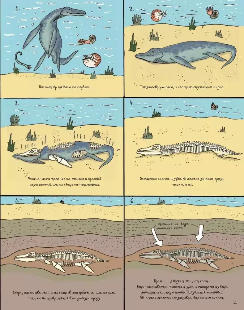 Akmenys ir kaulai. Fosilijos ir jų pasakojamos istorijos