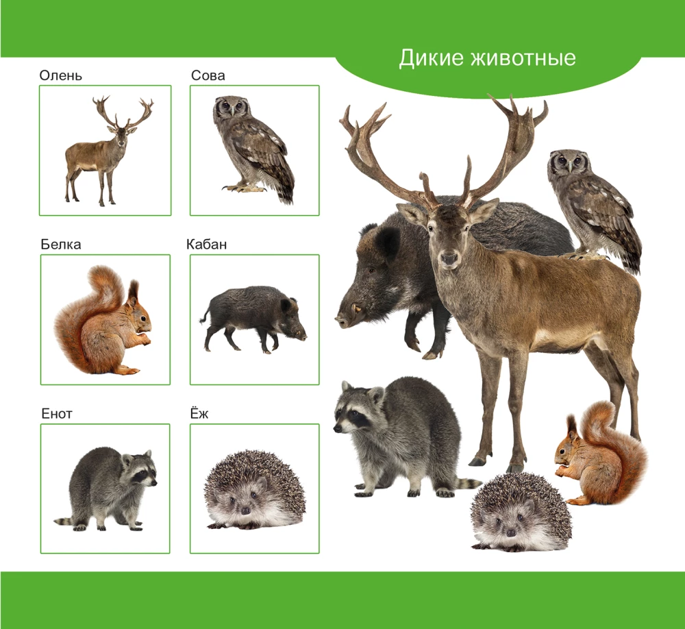 Wooden Lotto Domestic and Wild Animals
