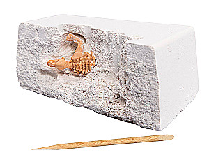 Jaunojo paleontologo rinkinys