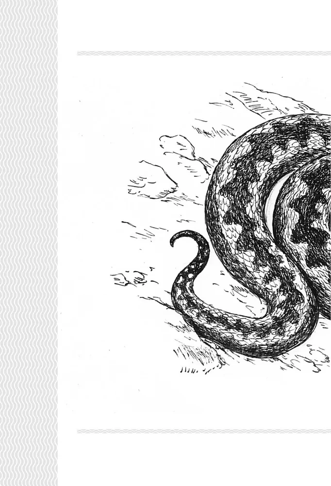 Snakes. Mystical Animals and How They Differ from Others
