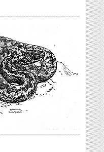 Snakes. Mystical Animals and How They Differ from Others