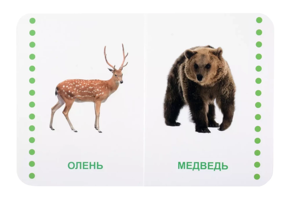 Laukiniai gyvūnai