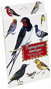 Karty dydaktyczne - Ptaki miejskie