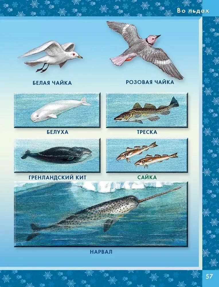 Gyvūnai pasaulyje. Kas gyvena mūsų planetoje