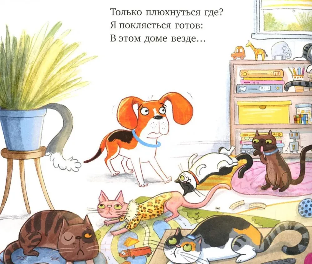 Zu viele Katzen