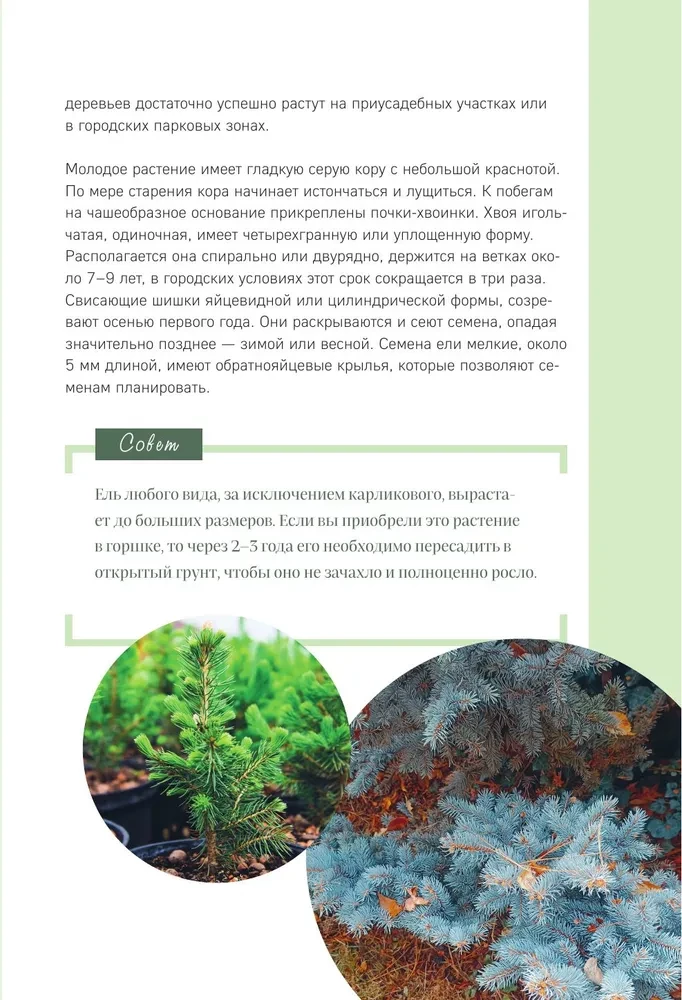 Prabangūs pušynai