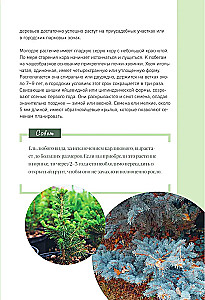 Prabangūs pušynai