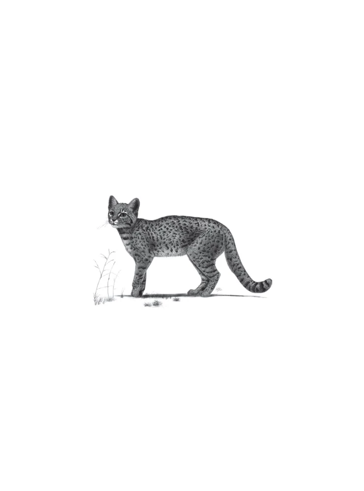 Beruf — Wissenschaftsillustrator. Leitfaden für Illustrationen in Biologie, Archäologie und Paläo-Kunst
