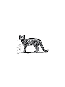 Beruf — Wissenschaftsillustrator. Leitfaden für Illustrationen in Biologie, Archäologie und Paläo-Kunst