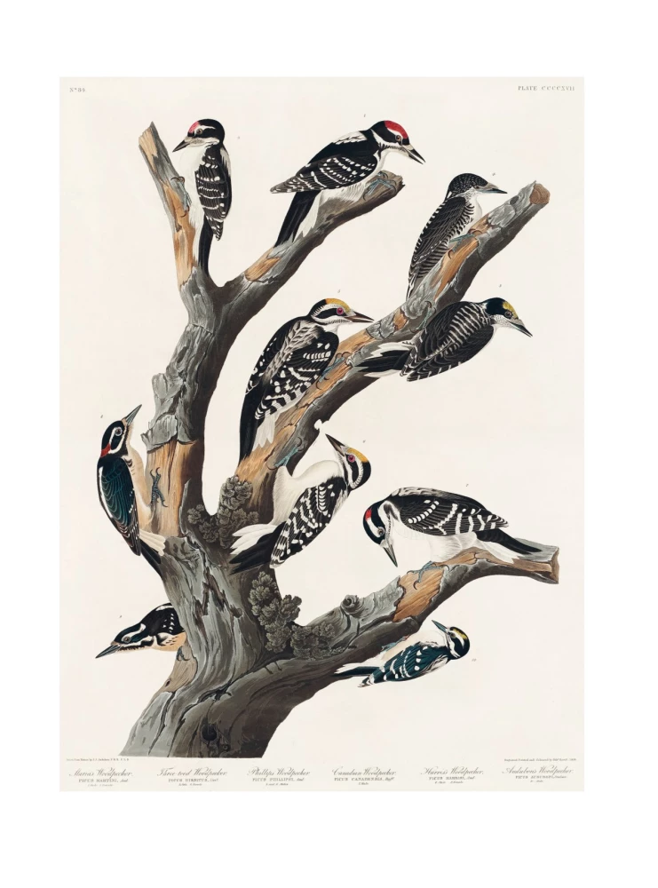 Beruf — Wissenschaftsillustrator. Leitfaden für Illustrationen in Biologie, Archäologie und Paläo-Kunst