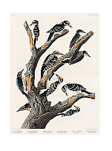 Beruf — Wissenschaftsillustrator. Leitfaden für Illustrationen in Biologie, Archäologie und Paläo-Kunst