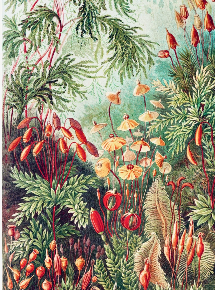 Beruf — Wissenschaftsillustrator. Leitfaden für Illustrationen in Biologie, Archäologie und Paläo-Kunst