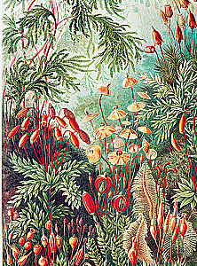 Beruf — Wissenschaftsillustrator. Leitfaden für Illustrationen in Biologie, Archäologie und Paläo-Kunst